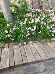 Hyacinthus orientalis