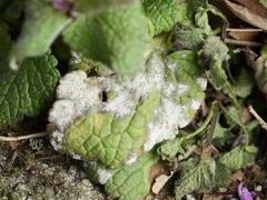 Neoerysiphe galeopsidis