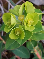 Euphorbia paniculata