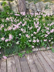 Hyacinthus orientalis