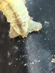 Eupithecia