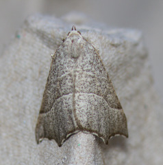 Pherne sperryi
