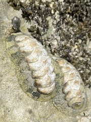 Acanthopleura