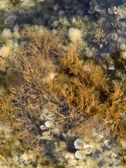 Cystoseira compressa