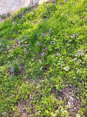 Hyacinthus orientalis