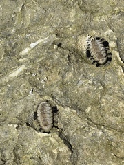 Acanthopleura