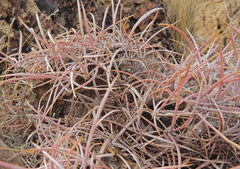 Homalocephala polycephala