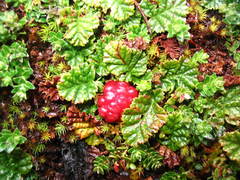 Rubus geoides