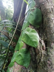 Monstera tuberculata