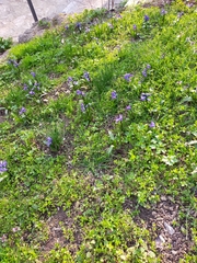 Hyacinthus orientalis