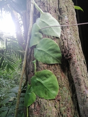 Monstera tuberculata