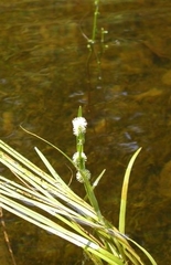 Sparganium fluctuans