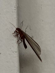 Zootermopsis nevadensis