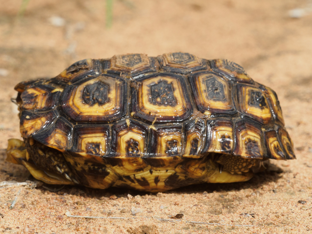 Speke's Hinge-back Tortoise from Gaborone, Botswana on March 26, 2022 ...