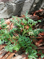 Hydrophylloideae