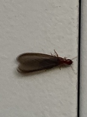 Zootermopsis nevadensis