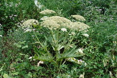 Heracleum leskovii