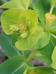 Euphorbia paniculata