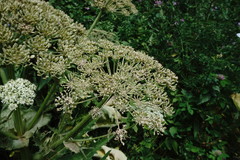 Heracleum leskovii