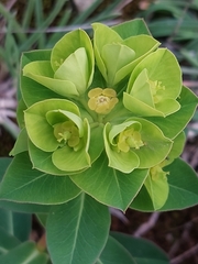 Euphorbia paniculata