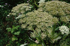 Heracleum leskovii
