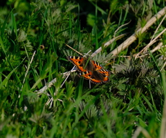 Aglais urticae