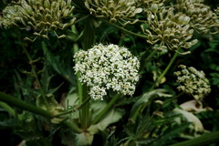 Heracleum leskovii