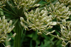 Heracleum leskovii
