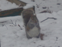 Sciurus carolinensis