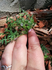 Hydrophylloideae