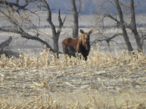 Moose photographed in North Dakota