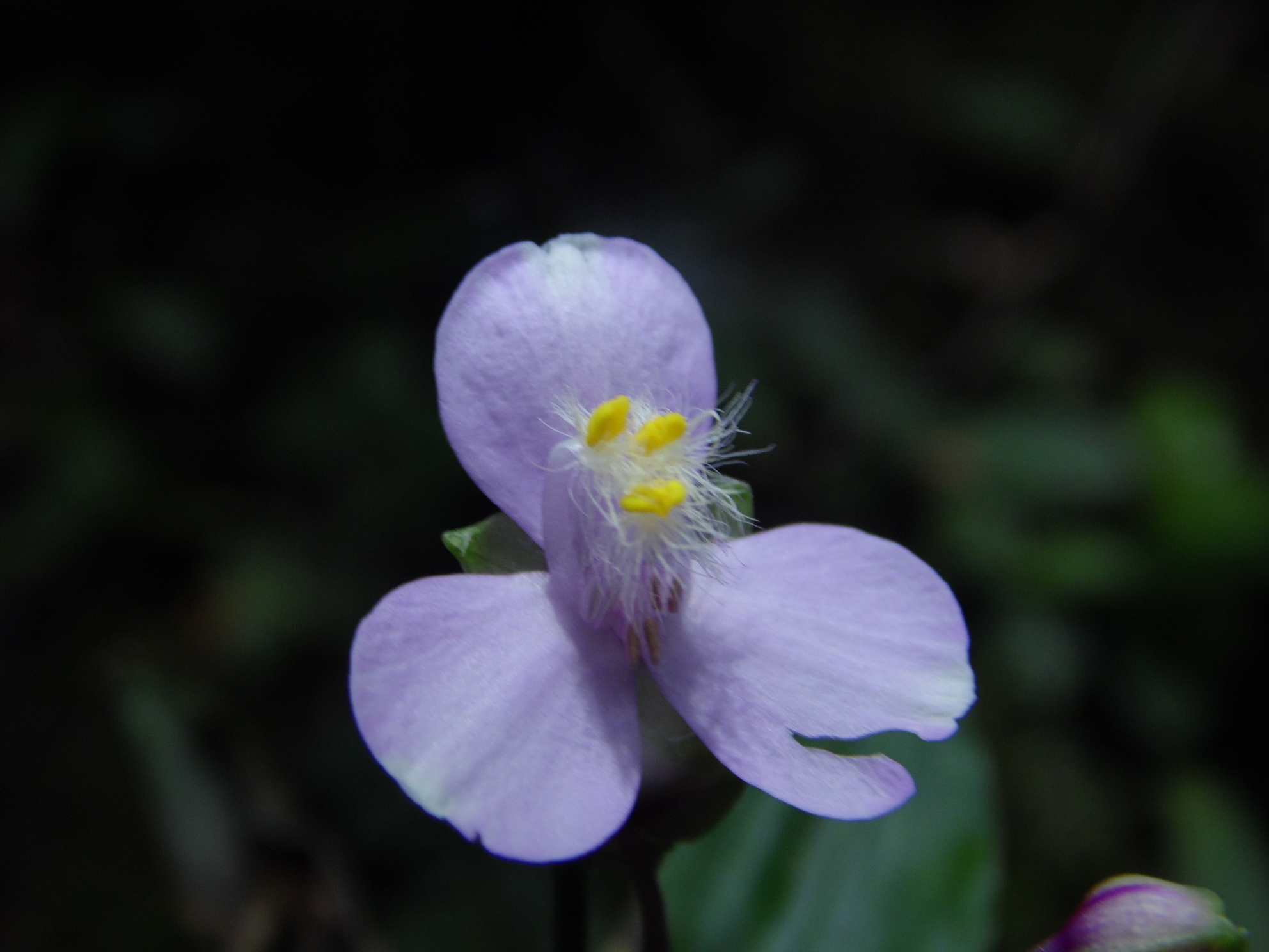Tripogandra diuretica