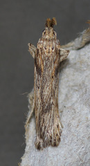 Metopleura potosi