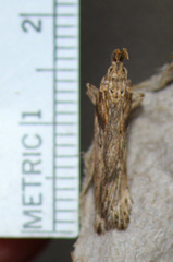 Metopleura potosi