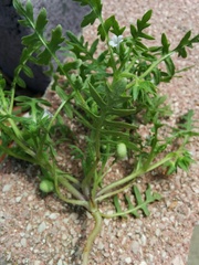 Hydrophylloideae