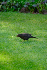 Turdus merula
