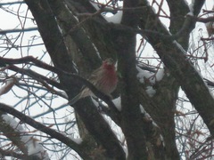 Haemorhous mexicanus