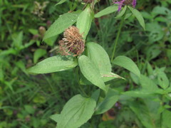 Centaurea phrygia carpatica