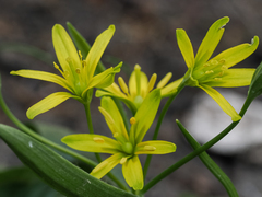 Gagea lutea
