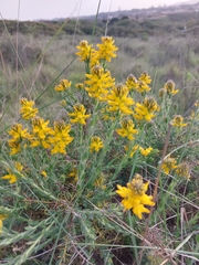 Genista tournefortii