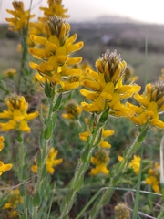 Genista tournefortii