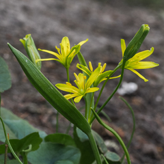 Gagea lutea