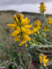 Genista tournefortii