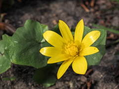 Ficaria verna