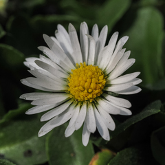 Bellis perennis
