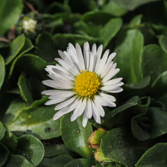 Bellis perennis