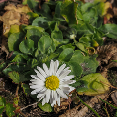 Bellis perennis