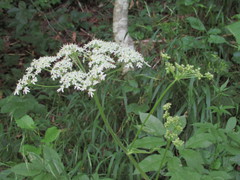 Heracleum sphondylium sphondylium
