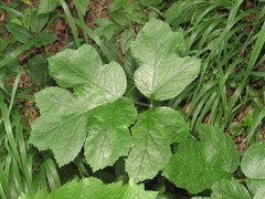 Heracleum sphondylium sphondylium