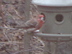 Haemorhous mexicanus